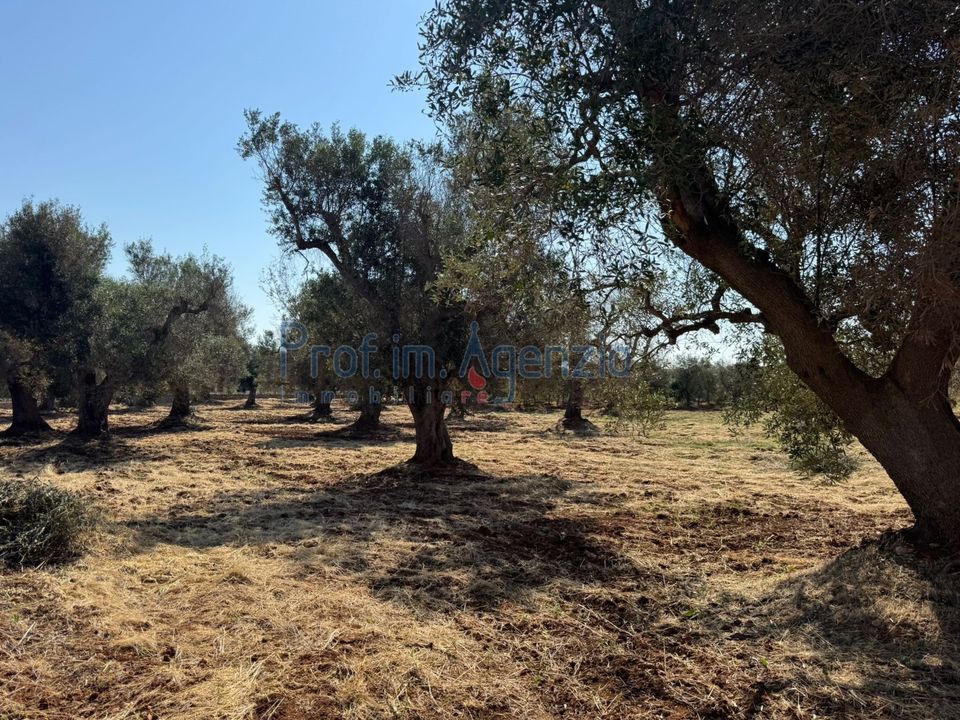 Farm hus i Ostuni, Brindisi - foto 2